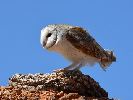 Ejemplar de Olibassa (Lechuza común)