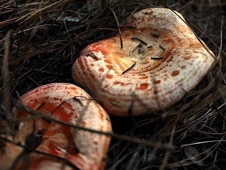 Pebrassos (níscalos, rovellons)