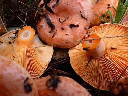 Pebrassos (níscalos, rovellons)