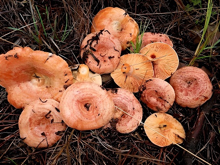 Pebrassus (níscalos, rovellons)