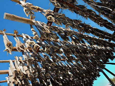 Pescado secándose al sol. Preparación del Peix Sec