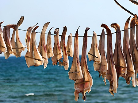 Preparación del Peix Sec. Pescado secándose al sol