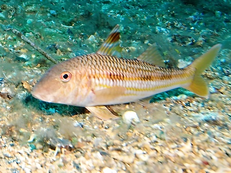 Salmonete (moll). Peces de ibiza