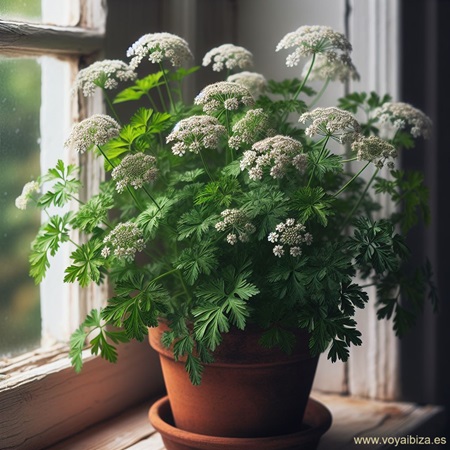 Pimpinella anisum L. (anís, matalahúva, matalahúga, matahalúa en castellano, y anís, batafaluga, matafaluga, batafalua en catalán)