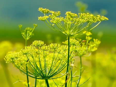 Pimpinella anisum L. (anís, matalahúva, matalahúga, matahalúa en castellano, y anís, batafaluga, matafaluga, batafalua en catalán)