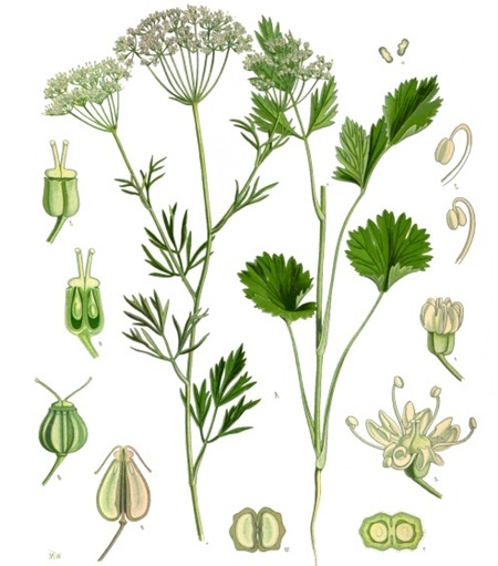Dibujo / Esquema de Pimpinella anisum L. (anís, matalahúva, matalahúga, matahalúa en castellano, y anís, batafaluga, matafaluga, batafalua en catalán)