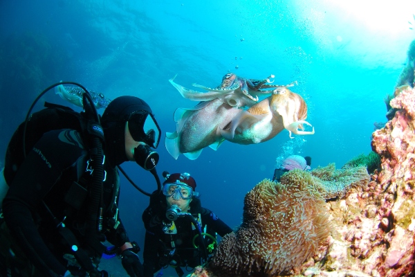 Submarinismo en Ibiza (Eivissa), Buceo y rutas