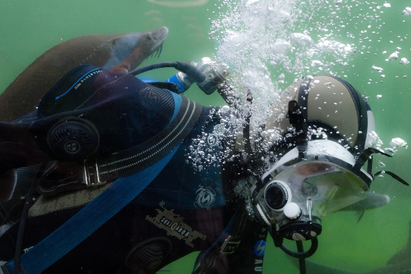 Submarinismo en Ibiza (Eivissa), Buceo y rutas