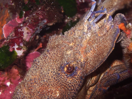 Cigala real ibicenca (Cigarra de mar, Scyllarides latus)