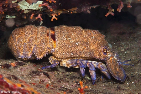Cigala real ibicenca (Cigarra de mar, Scyllarides latus)