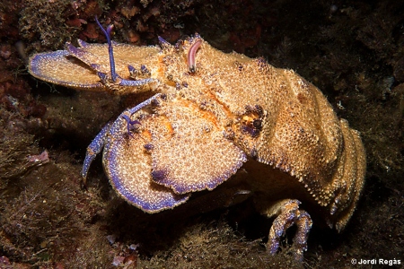 Cigala real ibicenca (Cigarra de mar, Scyllarides latus)