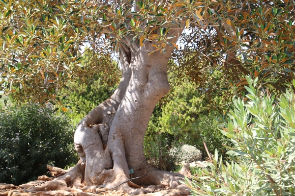 Vista Tronco de un Olivo (Olivera). Olea Europaea