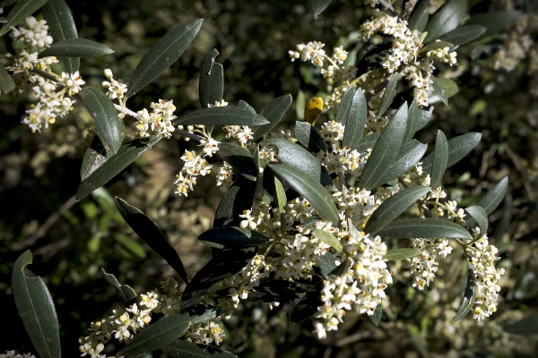 Flores del Olivo (Olivera). Olea Europaea