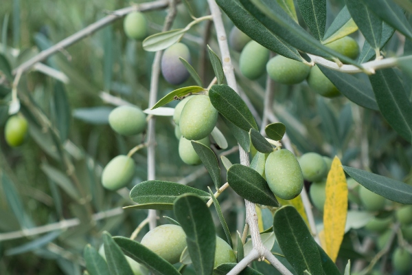 Olivas, aceitunas (olives)