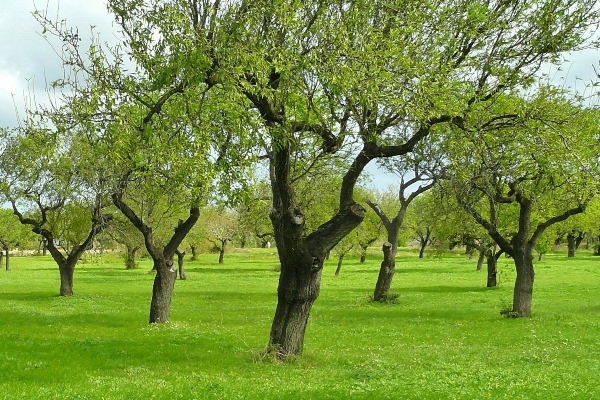 Olivo (Olivera). Olea Europaea