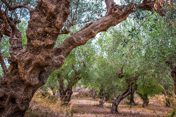 Tronco de un Olivo (Olivera). Olea Europaea