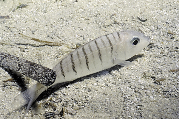 Peces de Ibiza: Lithognathus mormyrus. Mabre, pez herrera