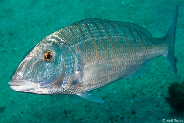 Peces de Ibiza: Lithognathus mormyrus. Mabre, pez herrera