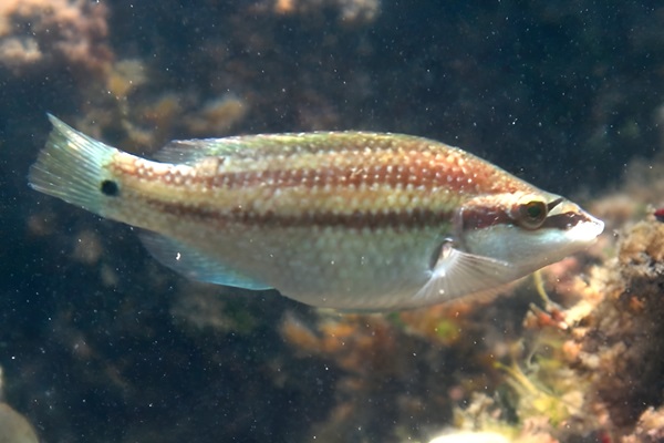 Ejemplar de Symphodus tinca (llavió). Tordo, bodión o peto
