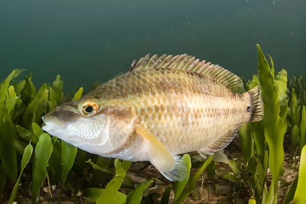 Symphodus tinca (llavió). Tordo, bodión o peto. Peces de Ibiza Formentera
