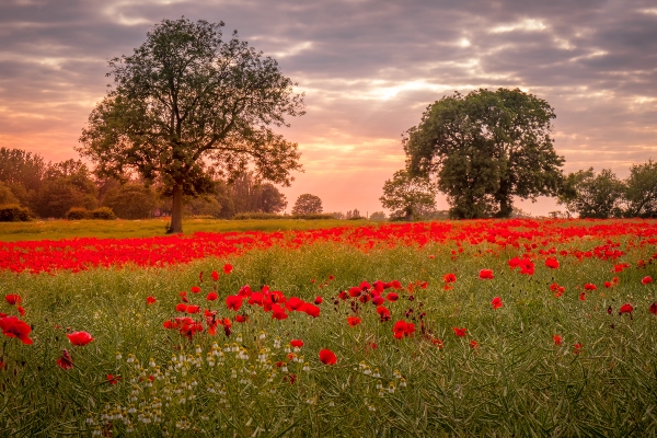 Amapolas en el campo