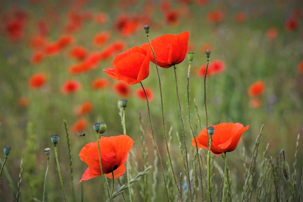Flores de la amapola