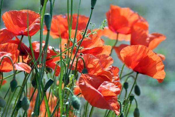 Flores de amapola