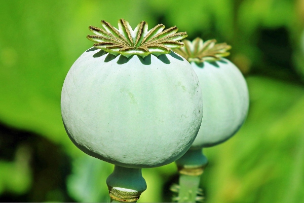Cápsulas de adormidera de donde se extrae el opio