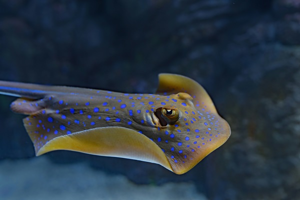 Fauna marina de Ibiza y Formentera: Raya (Rajada)
