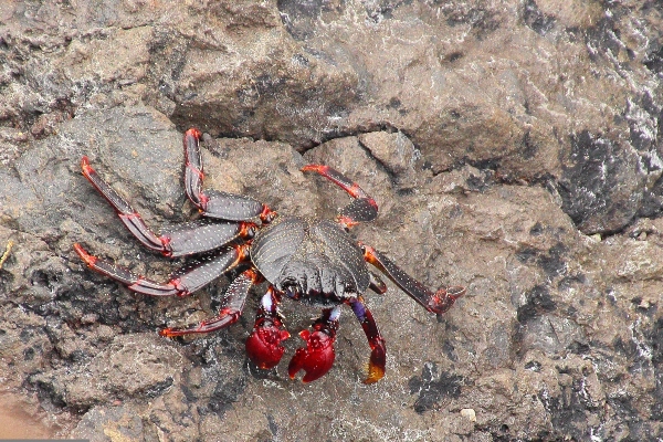 Cangrejos Ibiza. Crancs Eivissa