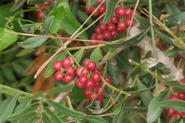 Lentisco (Pistacia lentiscus). Plantas de Ibiza