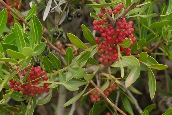 Lentisco (Pistacia lentiscus). Plantas de Ibiza