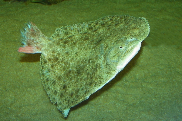 Rodaballo, Turbot o Fabius (Scophthalmus máxima)
