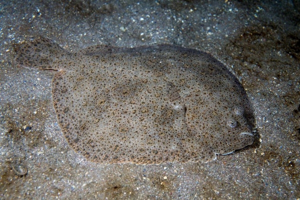 Rodaballo, Turbot o Fabius (Scophthalmus máxima)