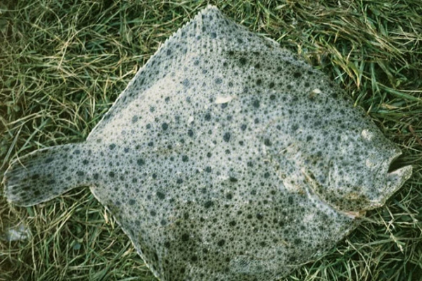 Rodaballo, Turbot o Fabius (Scophthalmus máxima)