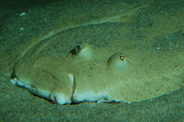 Rodaballo, Turbot o Fabius (Scophthalmus máxima)