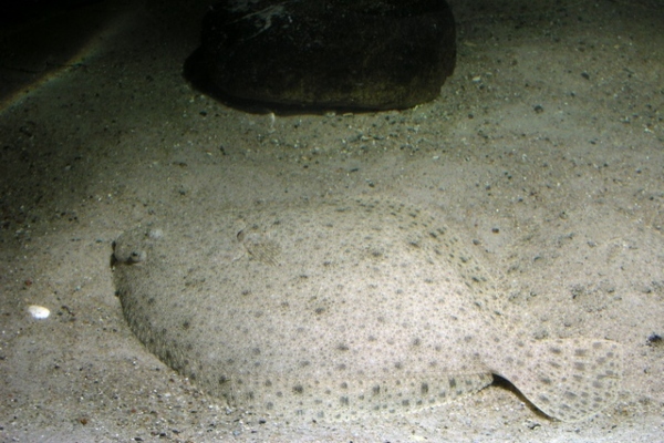 Rodaballo, Turbot o Fabius (Scophthalmus máxima)
