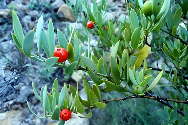 Bayón (Alavern o Aladern)