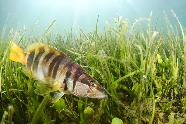 Serrano. Vaca, vaqueta. (Serranus scriba)