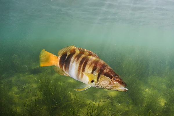Serrano. Vaca, vaqueta. (Serranus scriba)