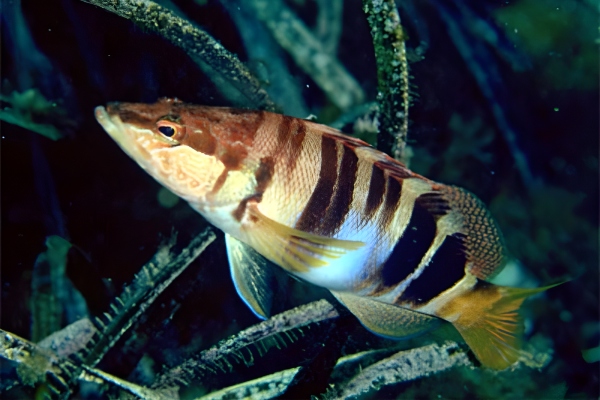 Serrano. Vaca, vaqueta. (Serranus scriba)