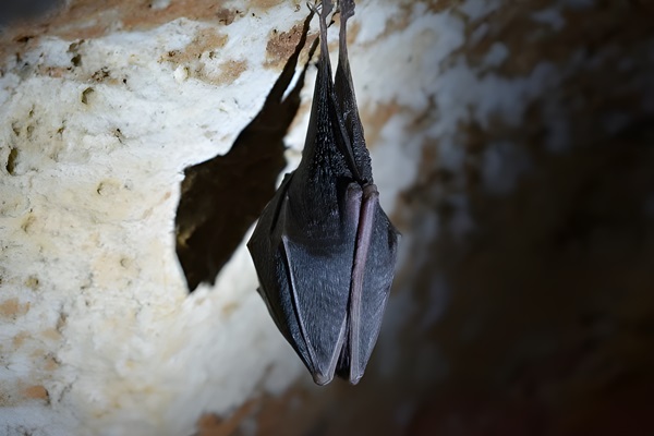 Murciélagos en Ibiza. Ratpenats a Eivissa: En la pared de una cueva