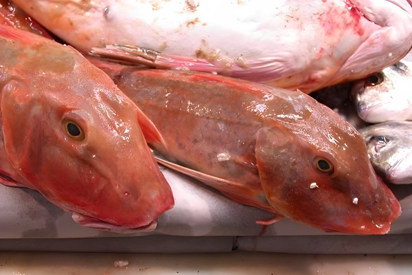 Bejel (Juliola, rubio, alfóndiga): Peces de Ibiza (Eivissa)