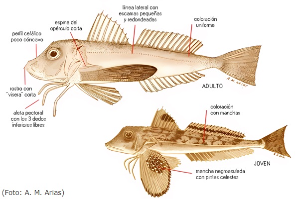 Bejel (Juliola, rubio, alfóndiga): Peces de Ibiza (Eivissa)