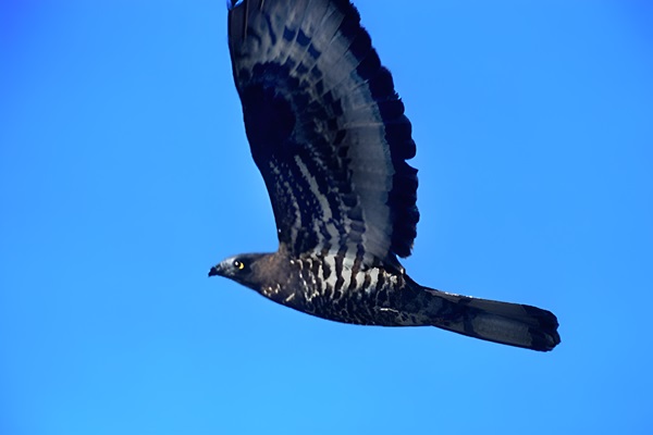 Ejemplar de Abejero Europeo (Pernis apivorus) en pleno vuelo