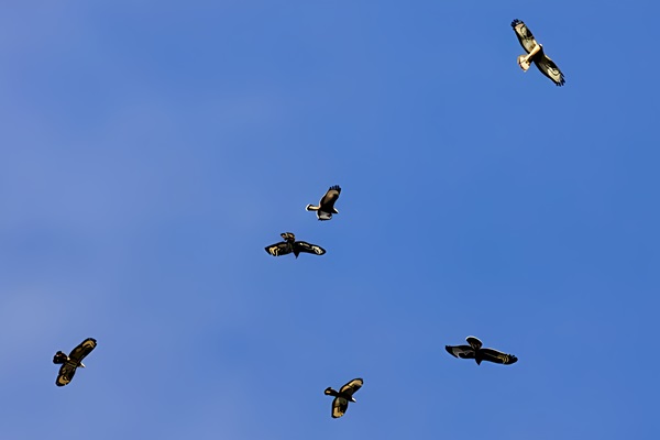 Varios ejemplares de Abejero Europeo (Pernis apivorus) en pleno vuelo