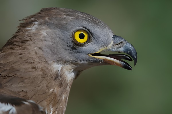 Ejemplar de Abejero Europeo (Pernis apivorus)