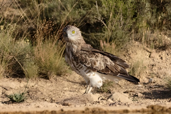 Ejemplar de Águila culebrera o Culebrera europea (Circaetus gallicus)