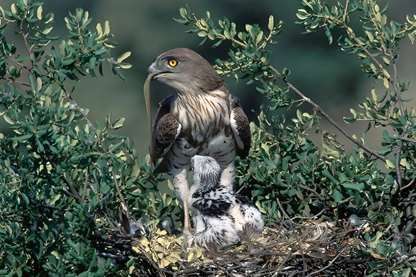 Águila culebrera o Culebrera europea (Circaetus gallicus)