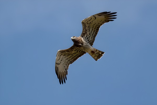 Águila culebrera o Culebrera europea (Circaetus gallicus) en pleno vuelo